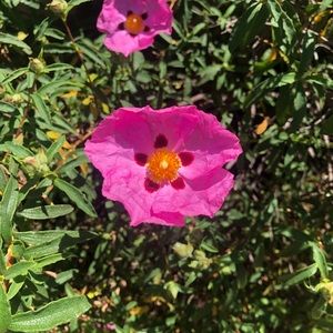 Meet your Posher, Bee